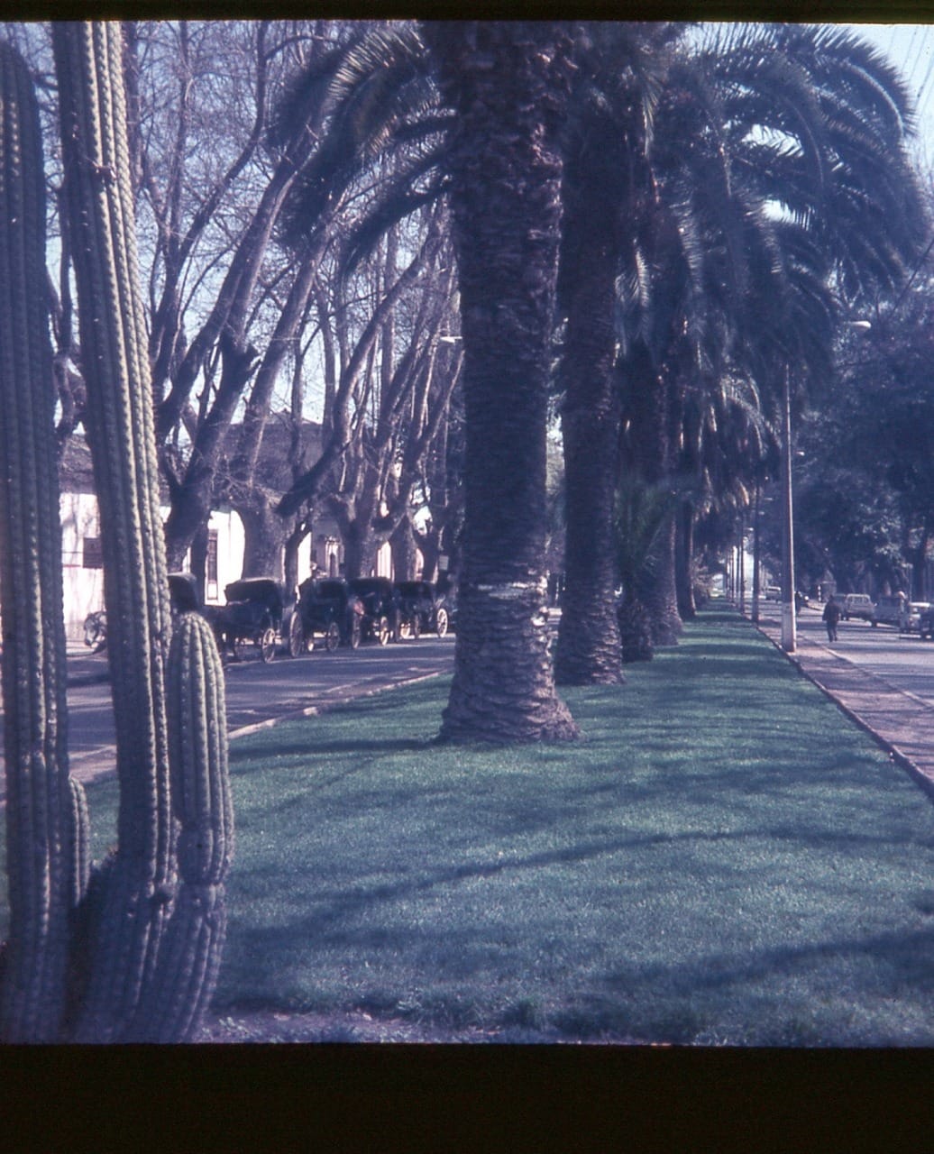 Palmeras y encinos con historia 2